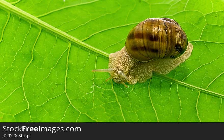 Snail on a background of green leaf