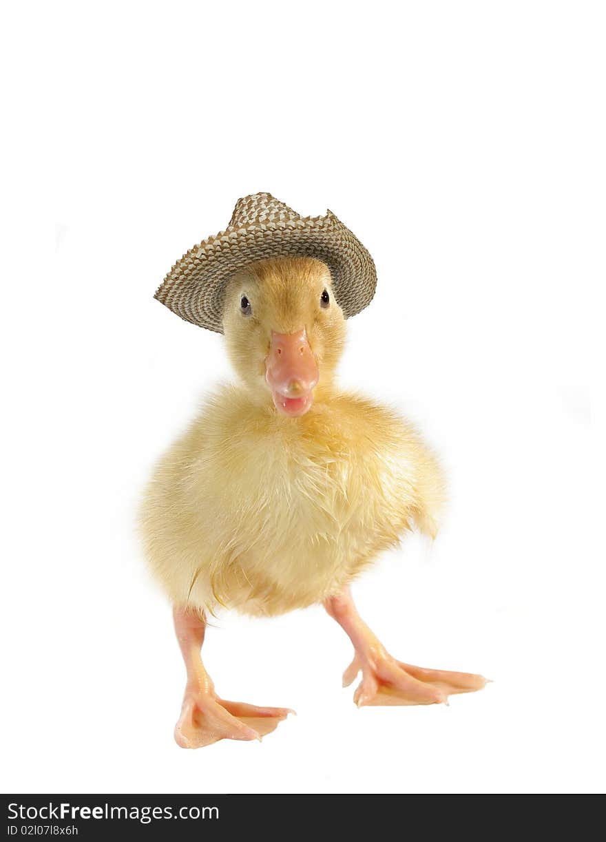 Small duck in straw hat on white background. Small duck in straw hat on white background