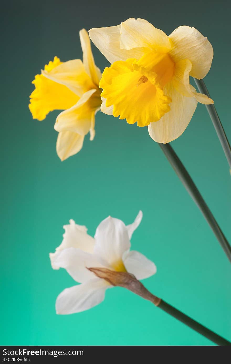 Beautiful yellow and white narcissus on green background