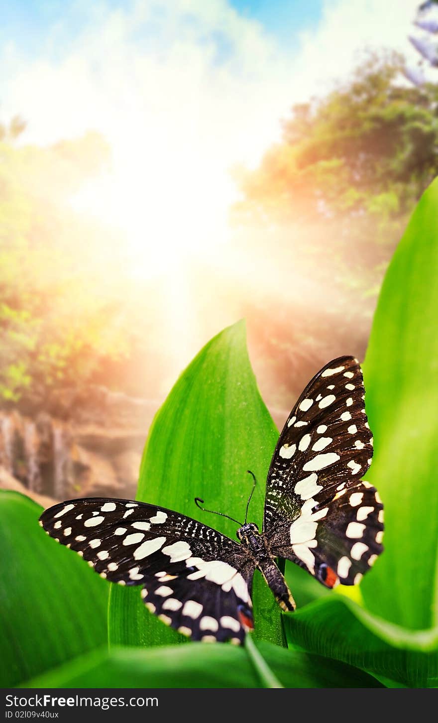 Beautiful butterfly over waterfall in wild forest