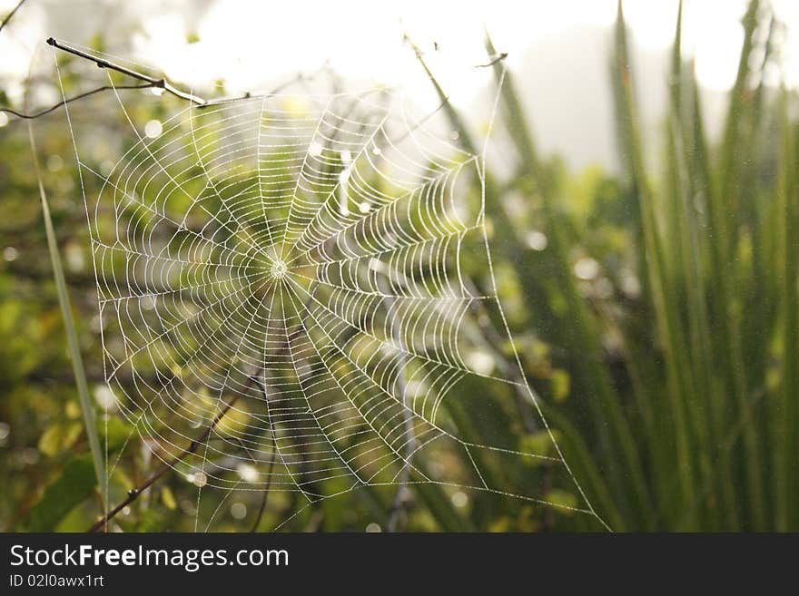 Misty spiderweb on a foggy summer morning, Maximo Park, St. Petersburg, Florida. Misty spiderweb on a foggy summer morning, Maximo Park, St. Petersburg, Florida.