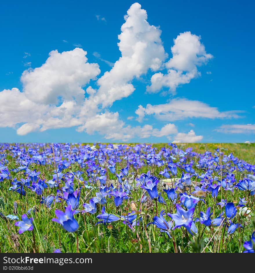 Sunny meadows with blue flowers