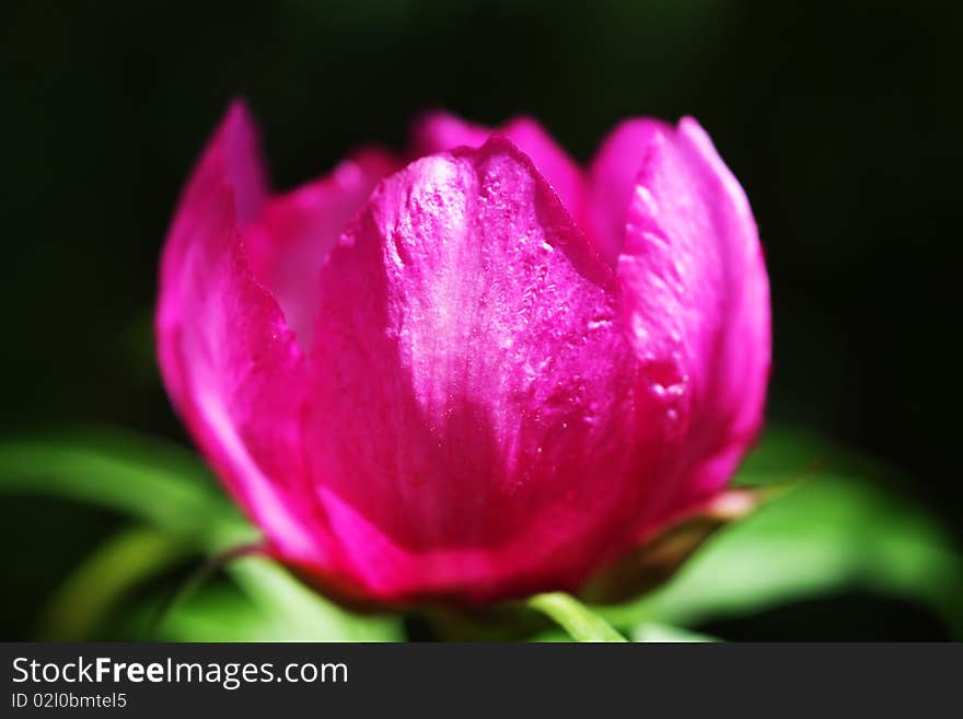 Pink peony on a light background