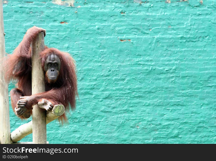 Humerous Orangotang Monkey against blue wall with space for text