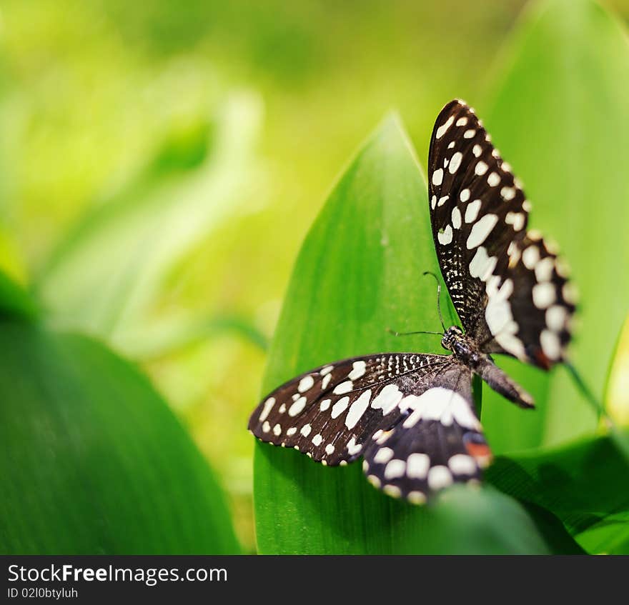 butterfly on a green leaf