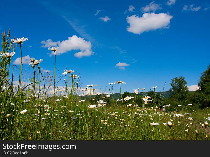 Sunny meadow with camomile against blue sky