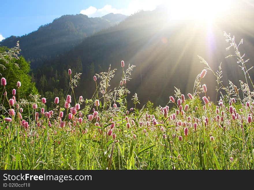 Sunny meadow in the morning. Sunny meadow in the morning