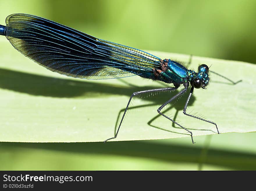 Banded Demoiselle - on a sheet at Sunbathing  - Calopteryx splendens