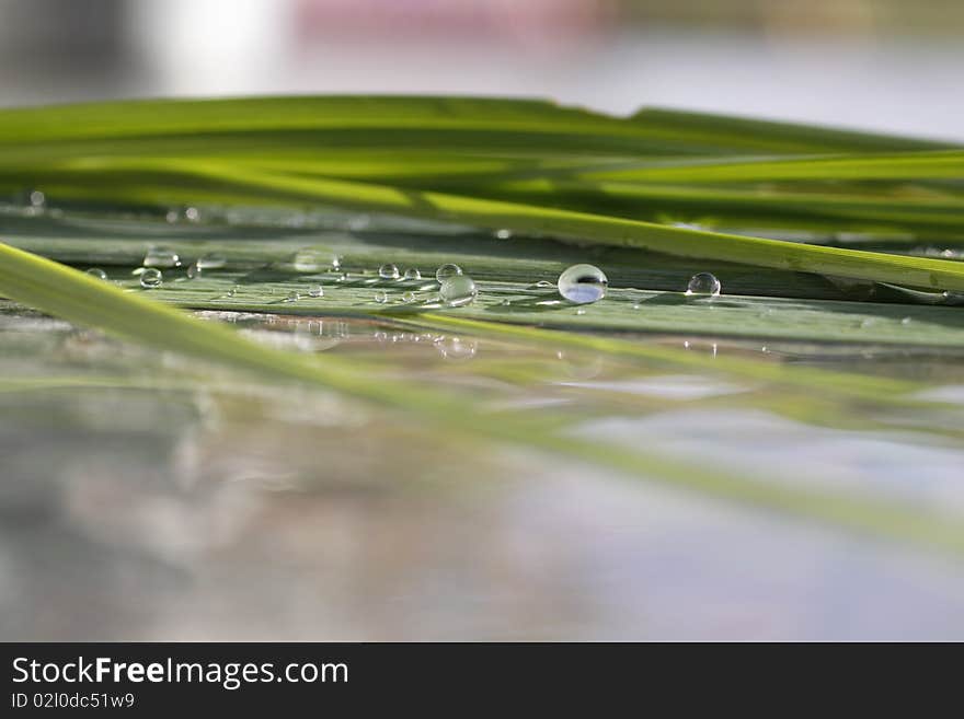 Water Drops