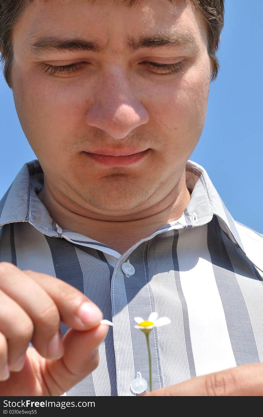 The young man wins the petals of daisies. The young man wins the petals of daisies