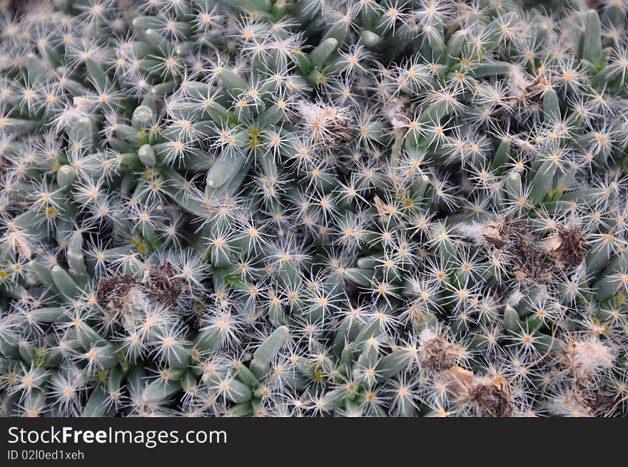 Macro shot of green cactus or cacti with white spikes. Macro shot of green cactus or cacti with white spikes