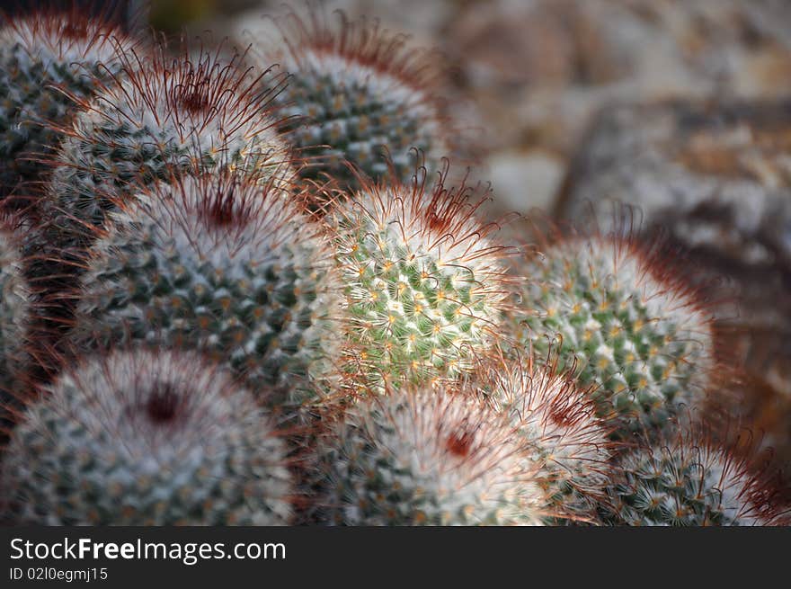 Sun lit green cactus or cacti in a bunch with bokeh background. Sun lit green cactus or cacti in a bunch with bokeh background