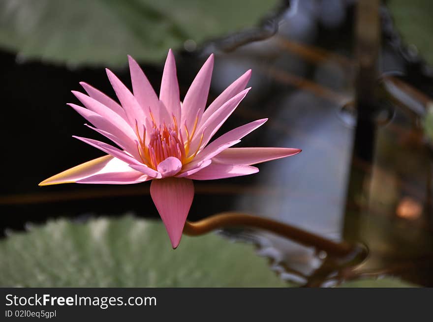 A raised up pink water lily flower with a pond or lake background