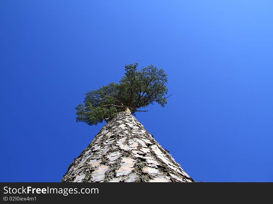 High pine against the dark blue sky. High pine against the dark blue sky.