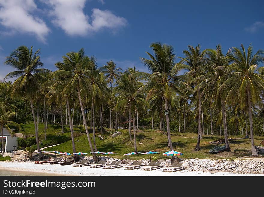 Beach under palms