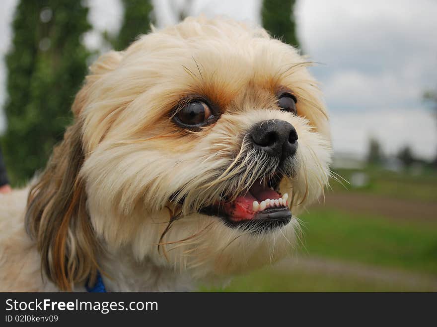 A very cute and adorable shitsu/maltese cross puppy. A very cute and adorable shitsu/maltese cross puppy.