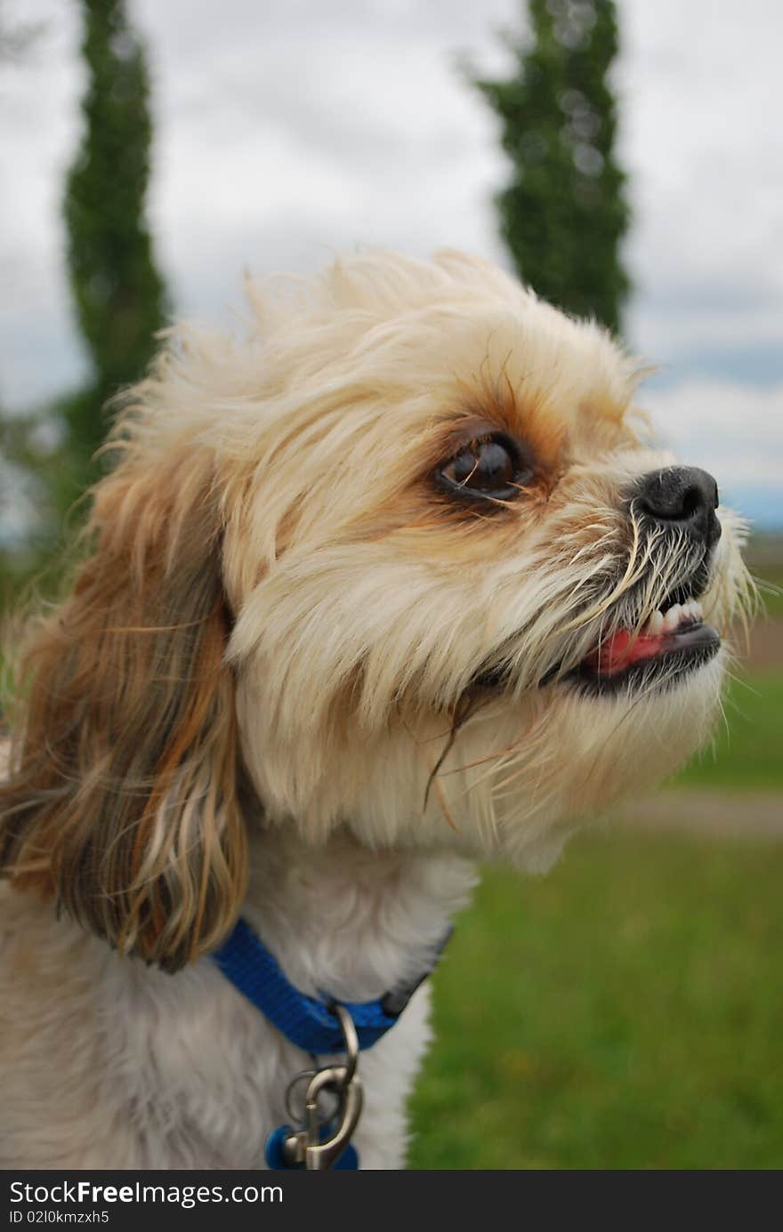 A very cute and adorable shitsu/maltese cross puppy. A very cute and adorable shitsu/maltese cross puppy.