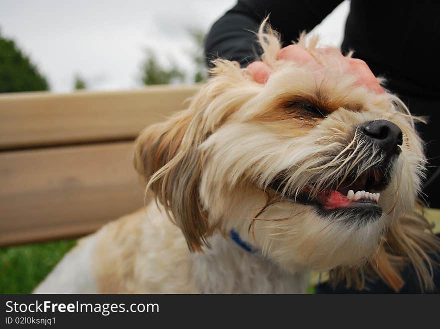 A very cute and adorable shitsu/maltese cross puppy. A very cute and adorable shitsu/maltese cross puppy.