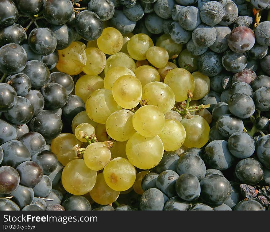 Clusters Of White And Black Grapes