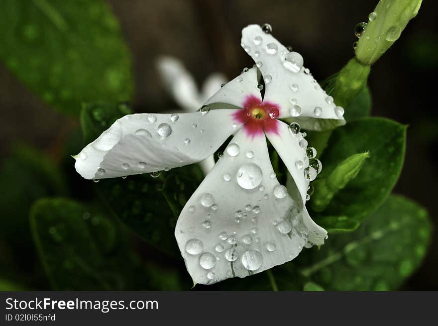 White Flower