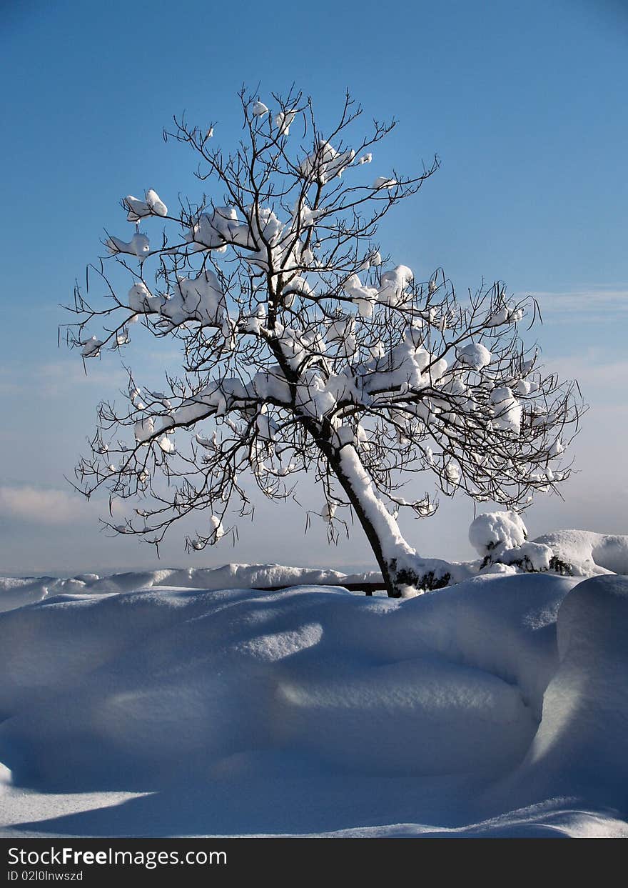 A winter tree all alone