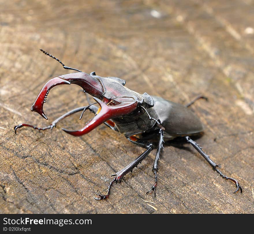 Stag beetle