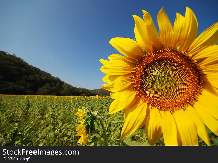 Happy Sunflower