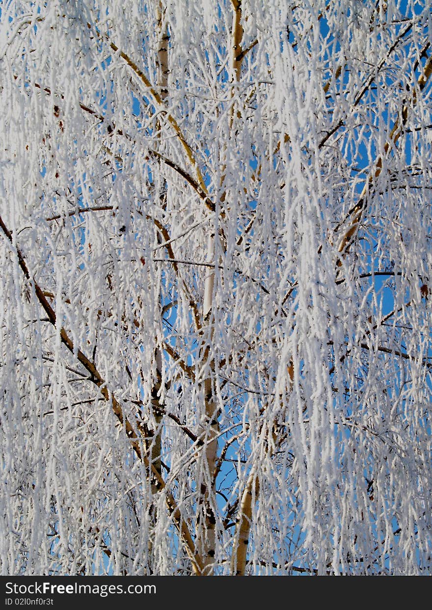 A tree in a winter time