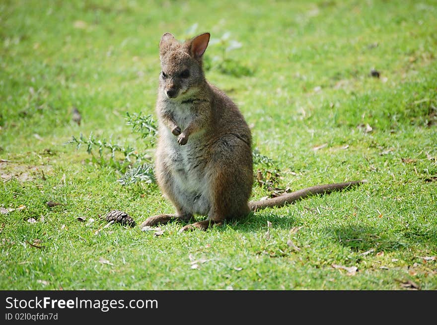 Little kangaroo sitting (Macropus parma)