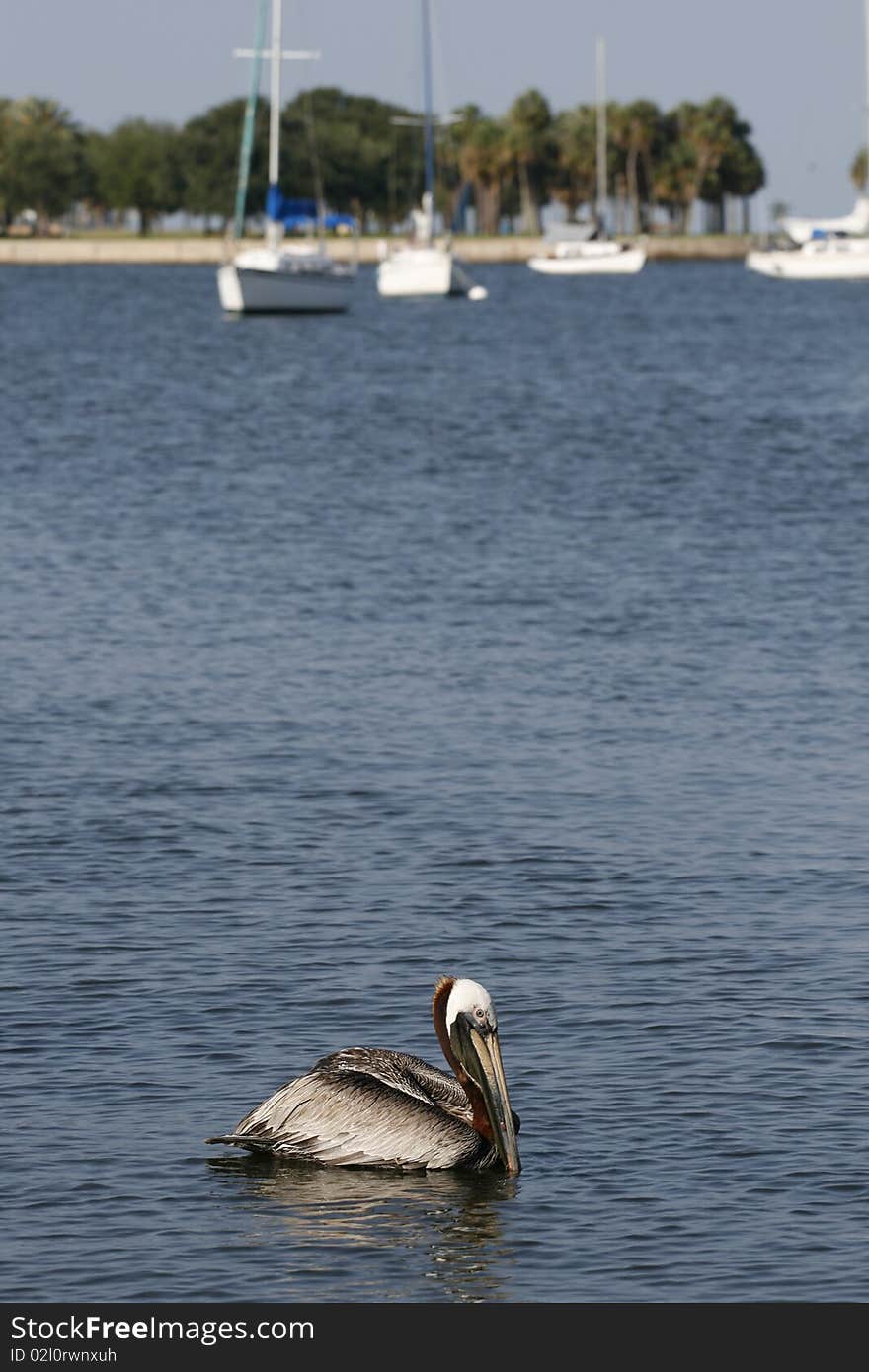 Pelican Floating