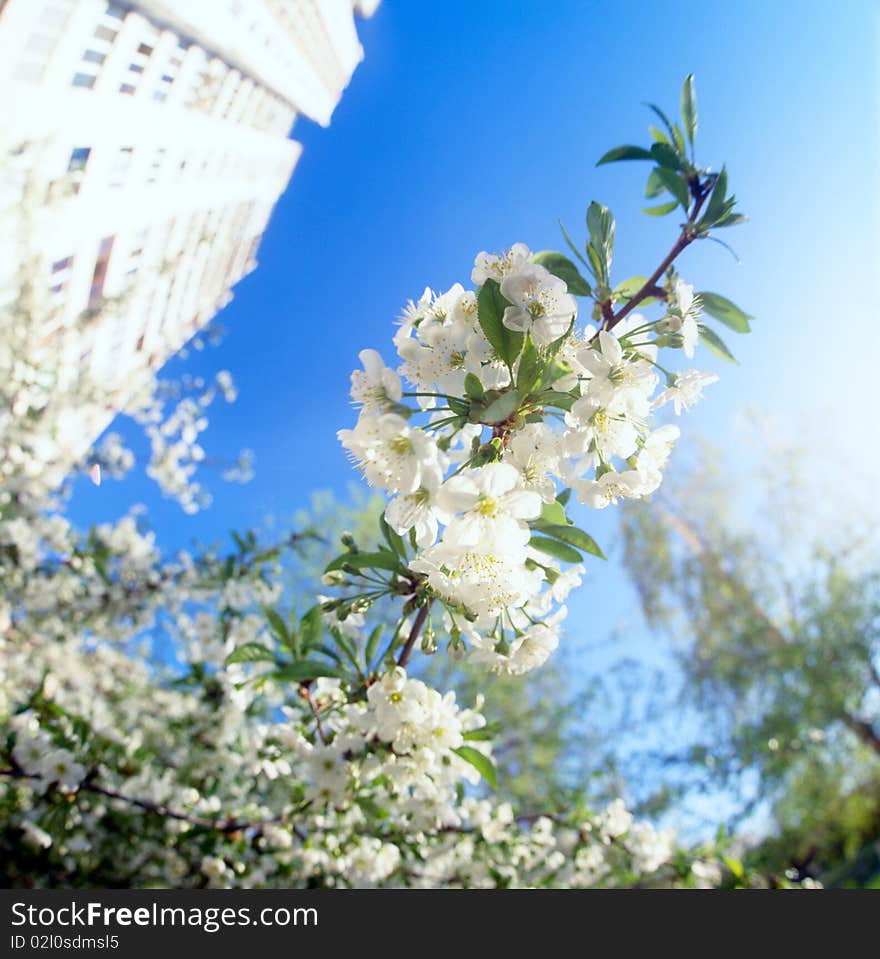 The branches of cherry tree covered with spring blossoms against blue sky. No sharpening has been applied.