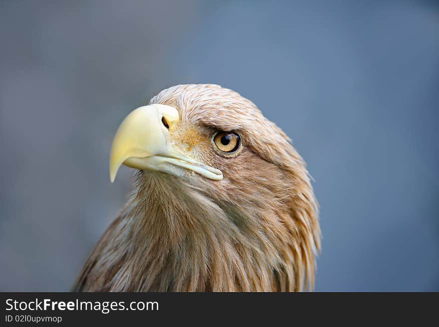 Eagle Face