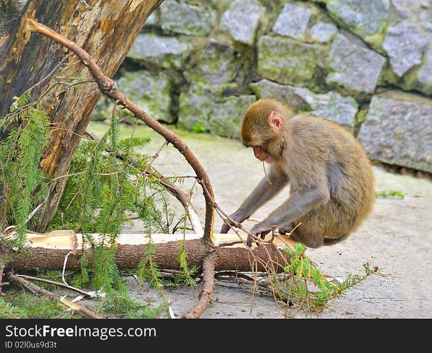 Monkey sit on the conifer