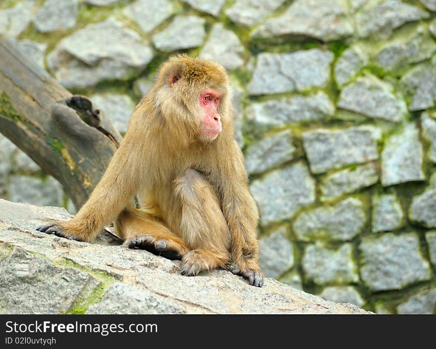 Sad monkey sitting on stones