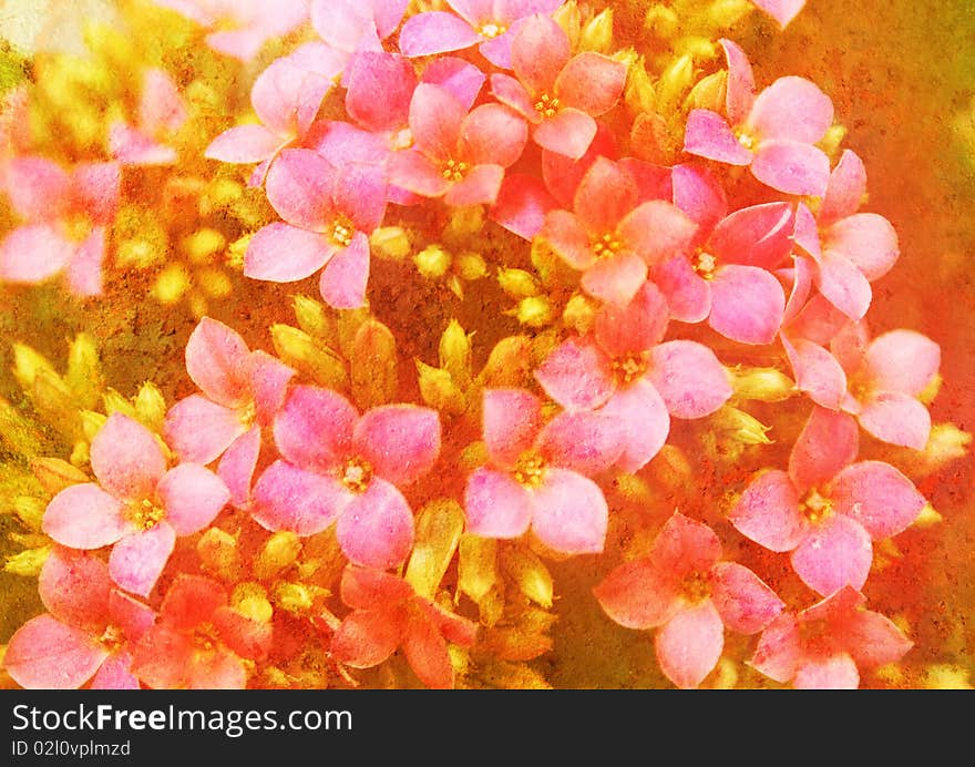 Floral picture with patina - kalanchoe. Floral picture with patina - kalanchoe