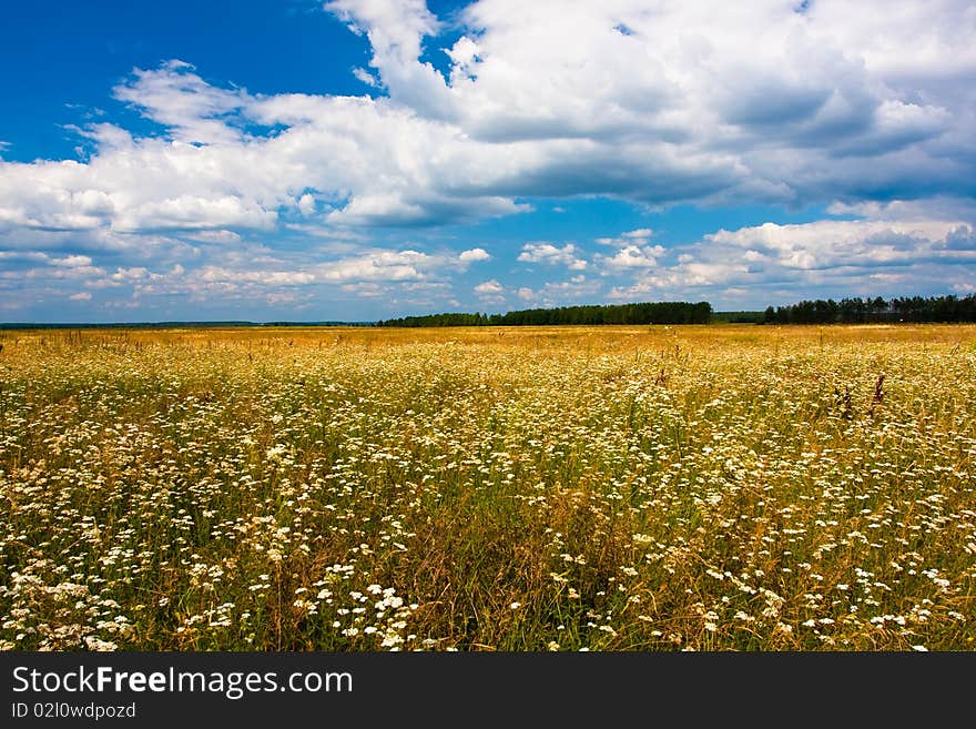 Yellow fied and blue sky