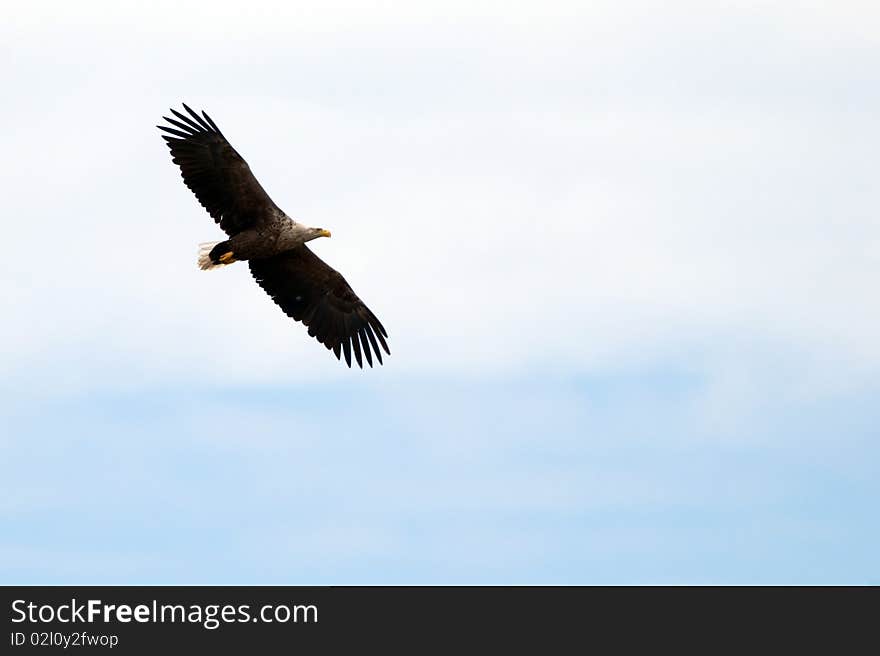 White Tailed Eagle in flight