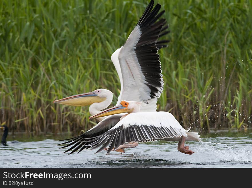 Great White Pelicans