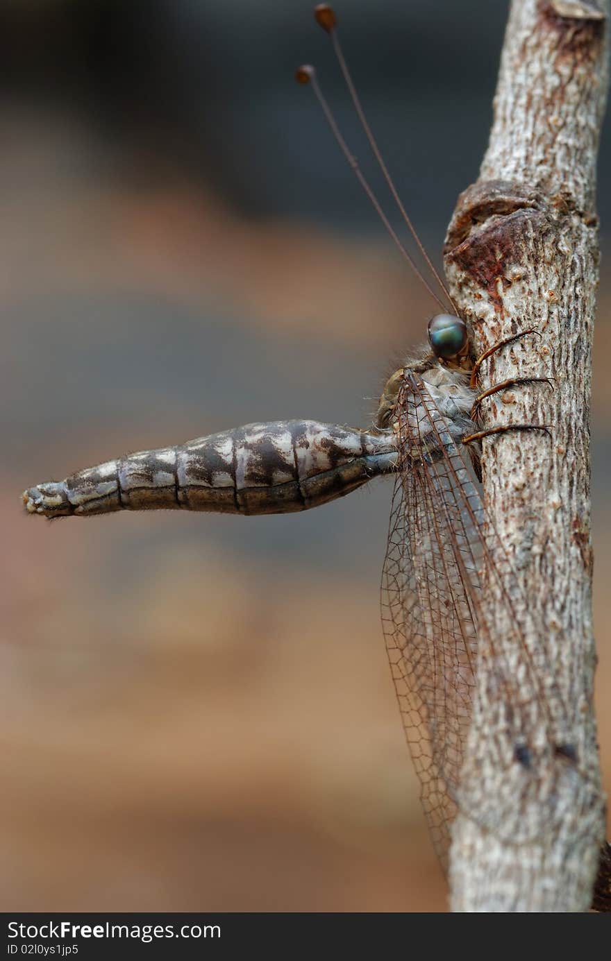 Antlion adult in TatTon National Park Thailand.