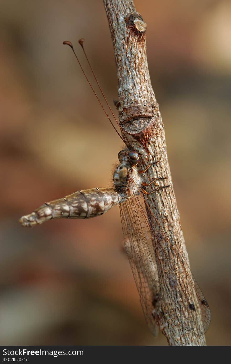 Antlion adult  in TatTon National Park Thailand.