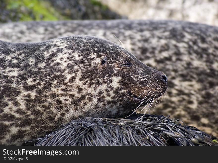 Wild Seal Close Up Isle Of Skye