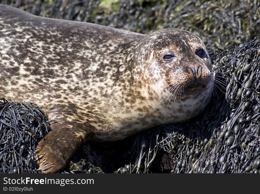 Cute Wild Seal Isle Of Skye