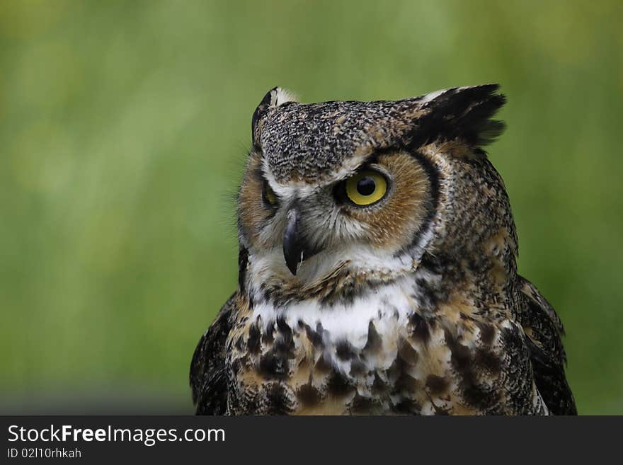 The Great Horned Owl, Bubo virginianus, also known as the Tiger Owl, is a large owl native to the Americas. It is an adaptable bird with a vast range and is the most widely distributed true owl in the Americas.