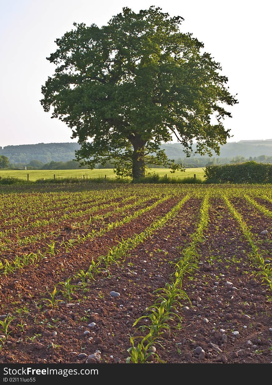 Farm Staffordshire countryside oak tree