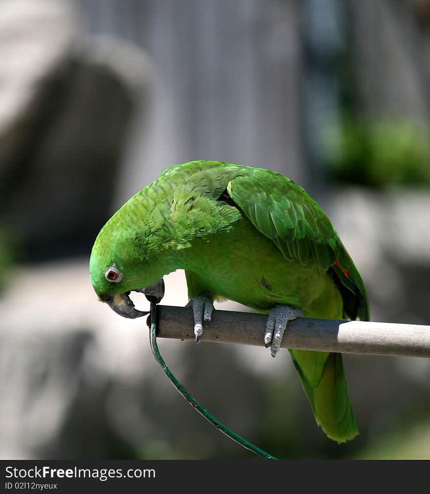 Green Parrot