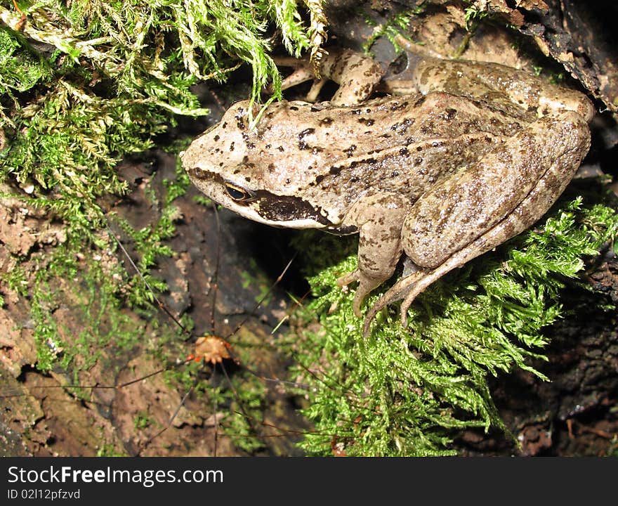 Macro photo of young European Common Frog. Macro photo of young European Common Frog.