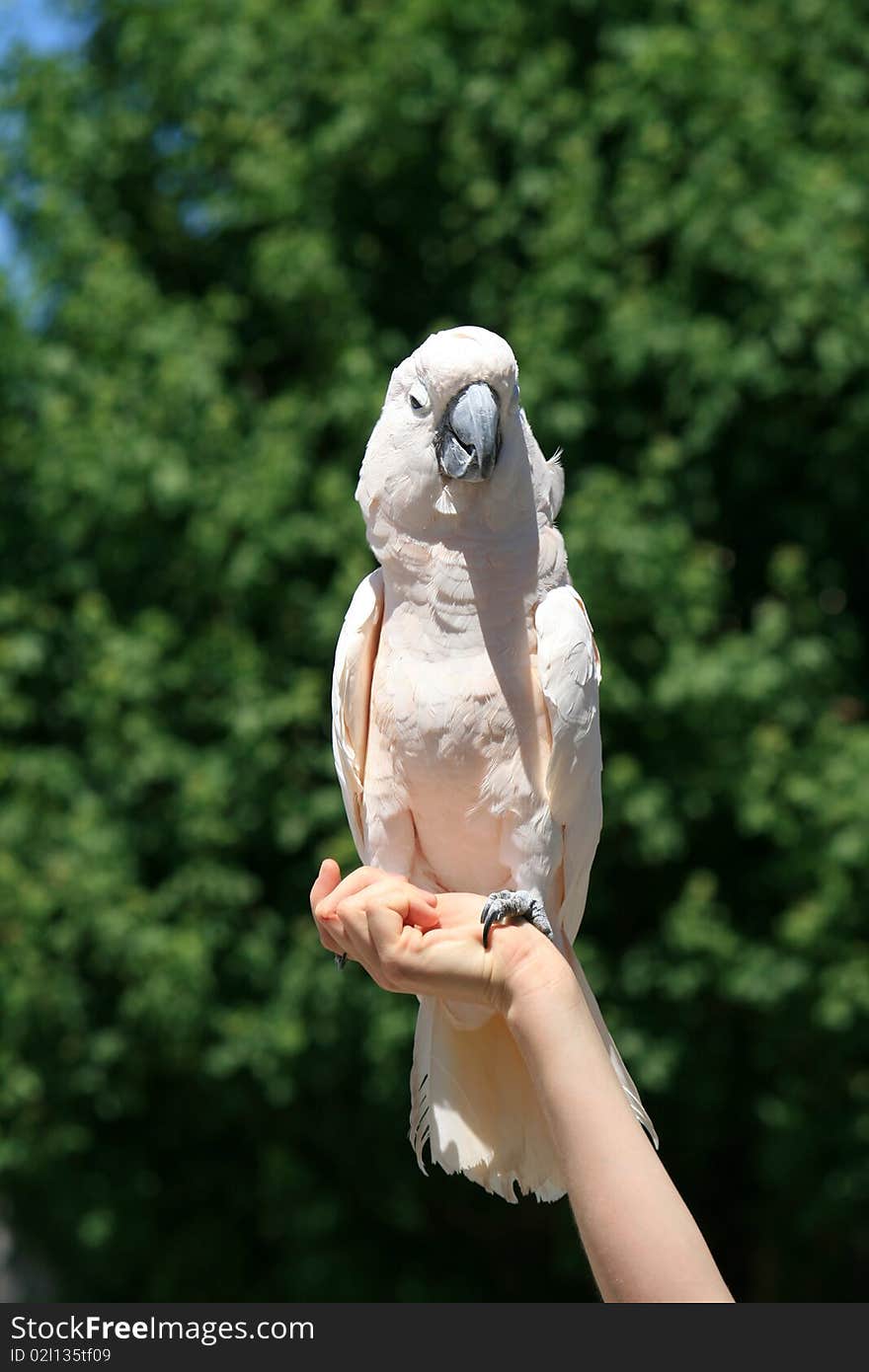 White Parrot