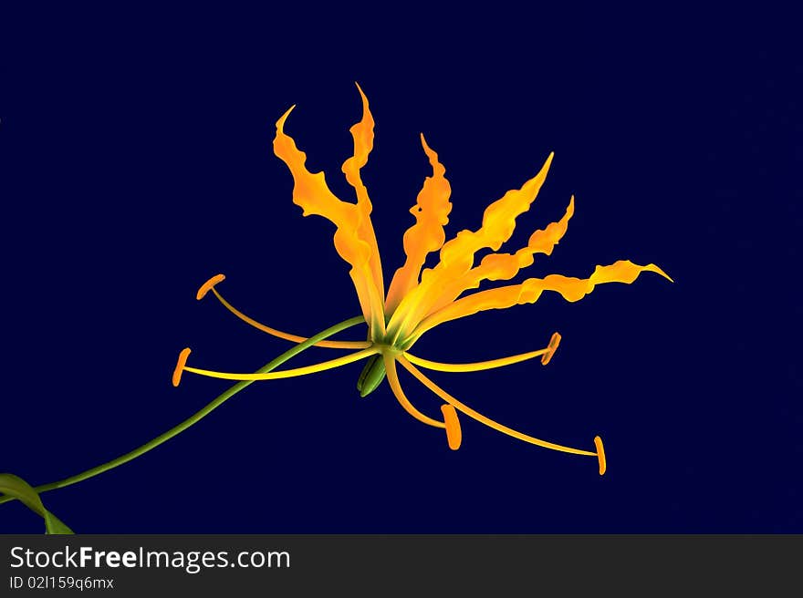 Yellow gloriosa flower on dark blue background