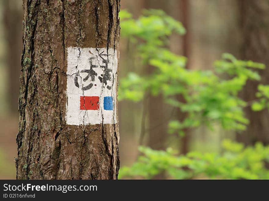 Bicycle tree sign close up in forest