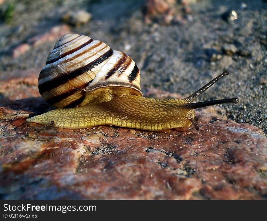 Brown snail on a stone